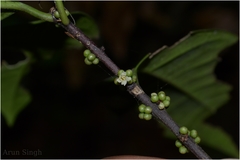 Microtropis wallichiana